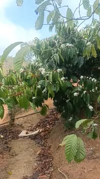 Đất Farm Cư Klông 2.1ha chỉ 3.3 tỷ - Sinh thái xanh, đầu tư bền vững!