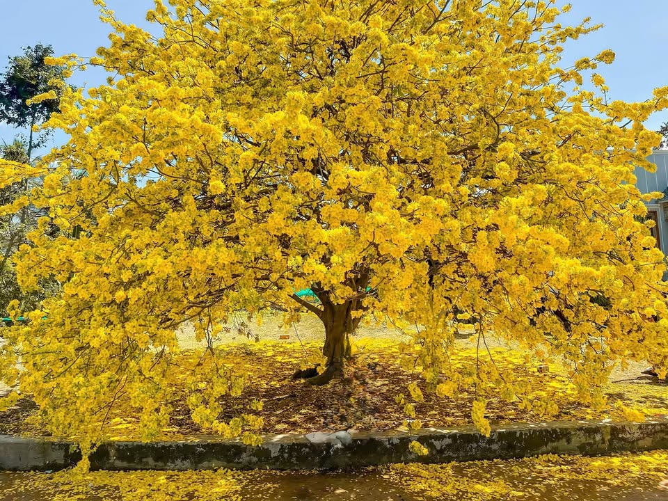 Nhà Phố Hoàng Công Chất 134m² giá 14 tỷ - Vị trí đẹp, dòng tiền ổn định!