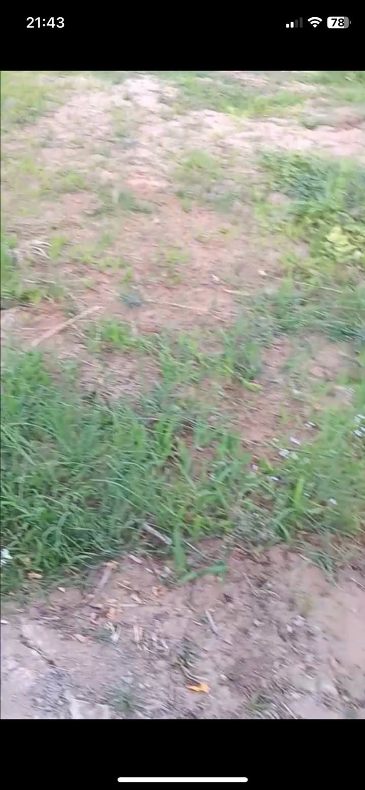 Bán gấp Đất nền 143m² Giồng Trôm, Bến Tre - Sổ hồng, đường 4m