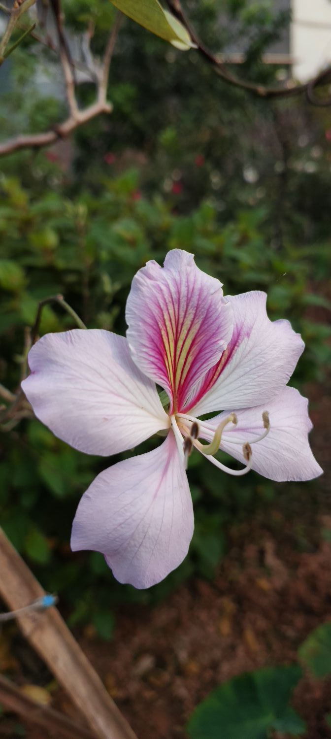 Đất nền Hiệp Hòa Bắc Giang từ 500 triệu - Giá F0 tiềm năng cao!