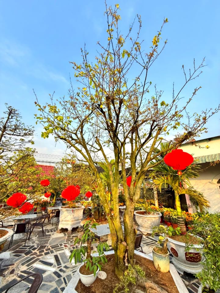 Bán Đất Xã Dầu Tiếng 250m² - Sổ Hồng Sẵn Sàng - Giá 8xx Triệu