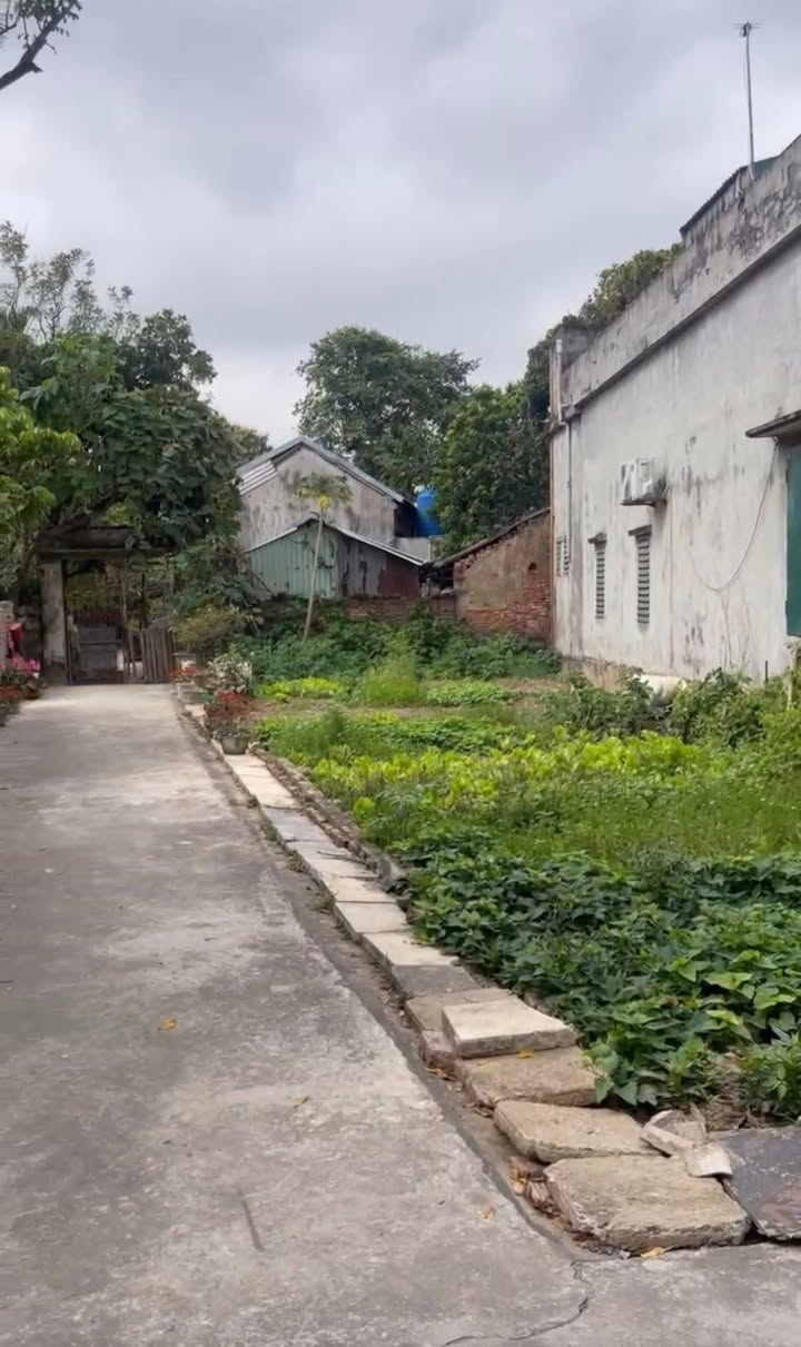 Đất Lô Góc Cẩm Giàng - Sát KCN Tân Trường, Tiềm Năng Sinh Lời Cao