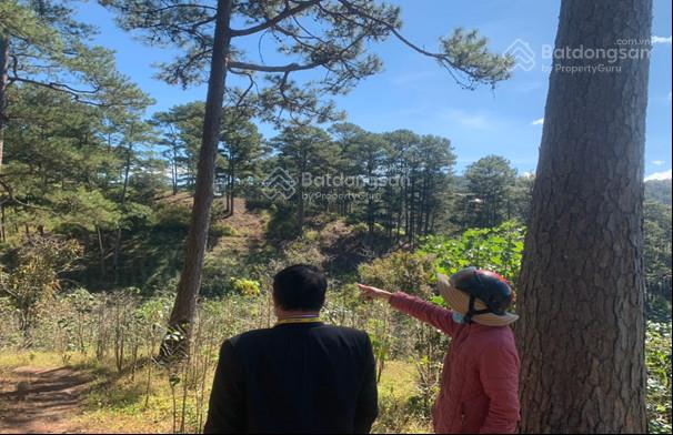 Cho thuê 10.600m² đất vườn Đà Lạt - View thung lũng săn mây cực phẩm!