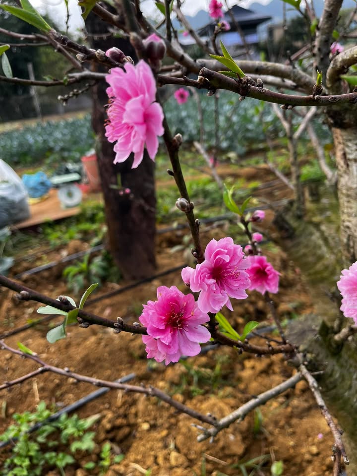 Đất nền Phù Yên, Sơn La 150m² - Sổ đỏ chính chủ, công chứng ngay!