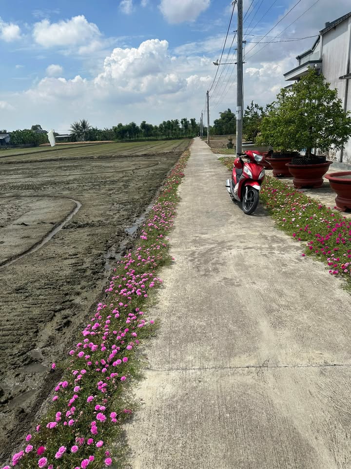 Bán Đất Vườn Tiền Giang 3000m² - Ngang 55m Vuông Vắn, Giá Đầu Tư 2.1 Tỷ