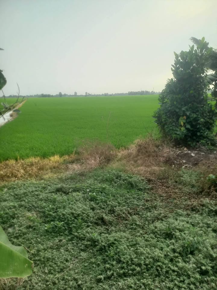 Bán 30 Công Đất Ruộng Lúa Thống Nhất, Kiến Xương - 4.2 Tỷ