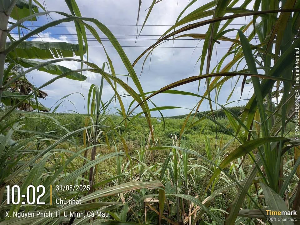 Đất rừng sản xuất Cà Mau 280.000m² - Tiềm năng tăng giá vượt trội!