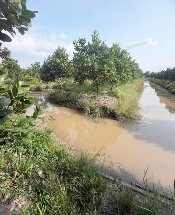 Cho thuê vườn mít Hậu Giang sắp thu hoạch - Đầu tư nông nghiệp dài hạn