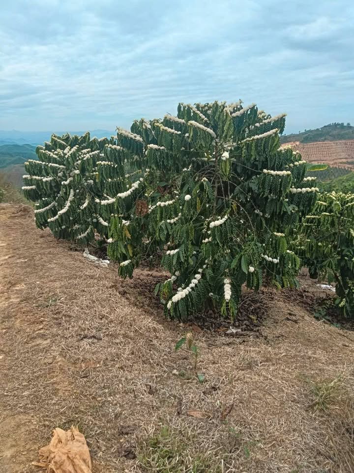 Bán Gấp Farm Cà Phê 3.5ha Đắk Nông - Sổ Đỏ Sẵn Sàng