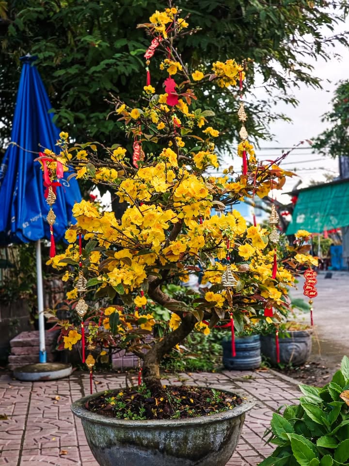 Đất Nền Hai Riêng Phú Yên 645m² - Hai Mặt Tiền Đường, Sổ Hồng Thổ Cư