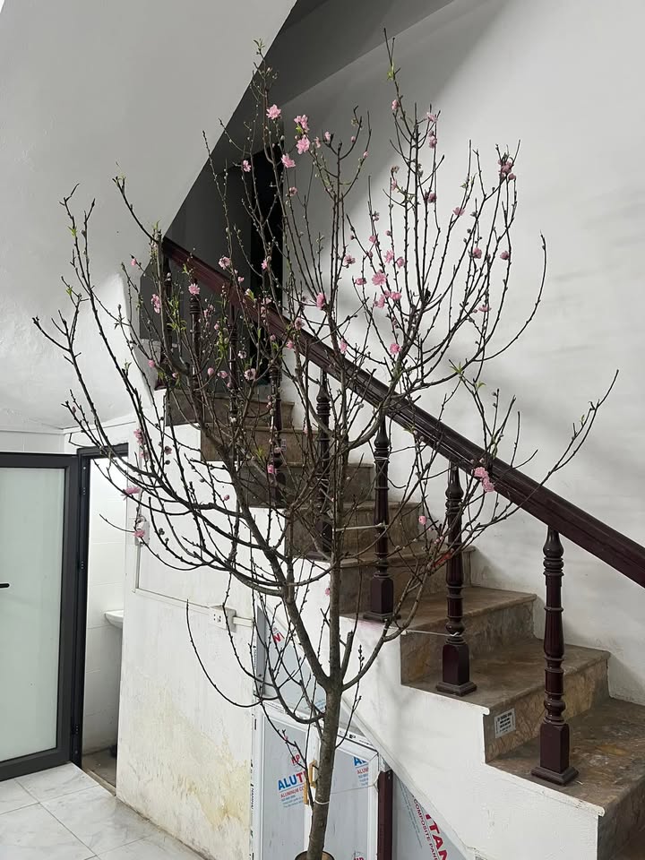 Phòng cho thuê Doãn Kế Thiện 40m² giá 3.8 triệu - Full nội thất cao cấp!