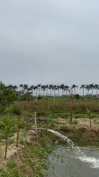 Cho thuê đất vườn An Thọ, An Lão 1000m² - Sinh thái xanh mát