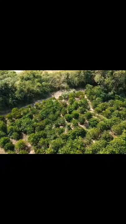 Bán đất rẫy cafe 10.000m² Đắk Glong - Ôm sông, mặt đường, giá 1.45 tỷ