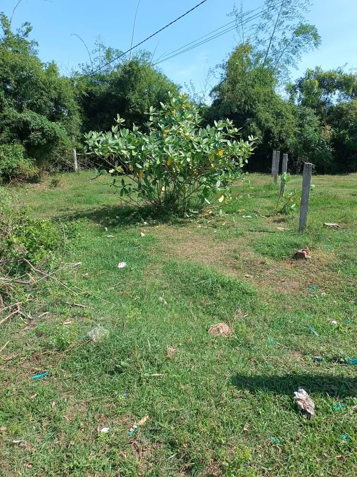 Đất nền Phước Hữu, Ninh Phước 125m² giá 200 triệu - Tiềm năng tăng giá!