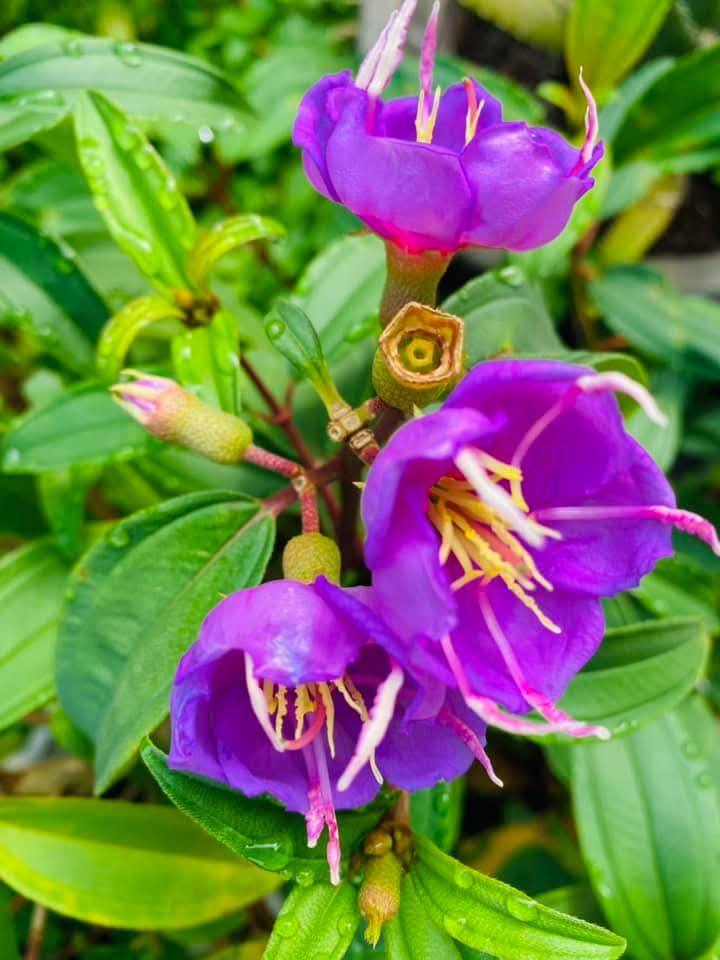 Đất dự án mặt tiền QL22 Hóc Môn 16.000m² - Vị trí vàng đầu tư