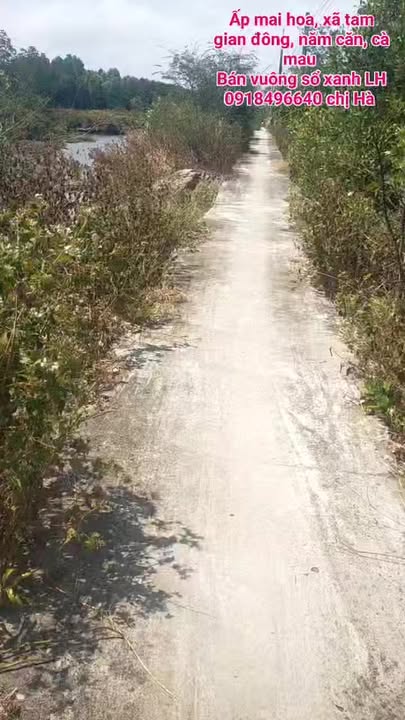 Đất Nông nghiệp Cà Mau 82.000m² - Sổ xanh chính chủ, đầu tư sinh lời!