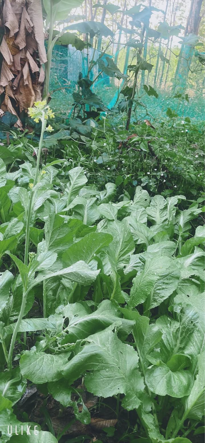 Cho thuê nhà vườn 720m² Xã Tân Tiến, Bình Dương - Giá 2.5 triệu/tháng