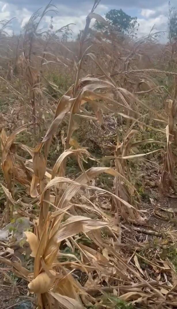 Đất nền Quốc lộ 29, Ea Kiết, Cư M'gar 1.7ha - Tiềm năng tăng giá vượt trội!