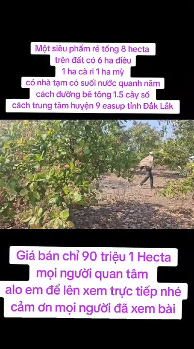 Bán Gấp Farm 8ha Đắk Lắk - Vườn Điều, Cà Ri, Mỳ Thổ Thưỡng