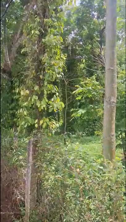 Bán Đất Vườn 2200m² Tại Ea Kao, Đắk Lắk - Sổ Đỏ Thổ Cư, Giá 1.99 Tỷ