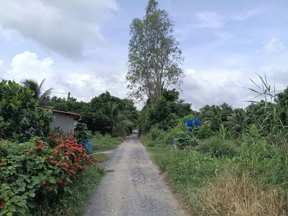 Bán Đất Lúa 31.000m² Tháp Mười, Đồng Tháp - Sổ Đỏ Rõ Ràng