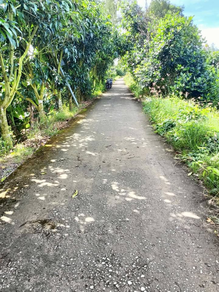 Đất vườn Bình Thành Thanh Bình 4569m² 1.65 tỷ Nghỉ dưỡng lý tưởng