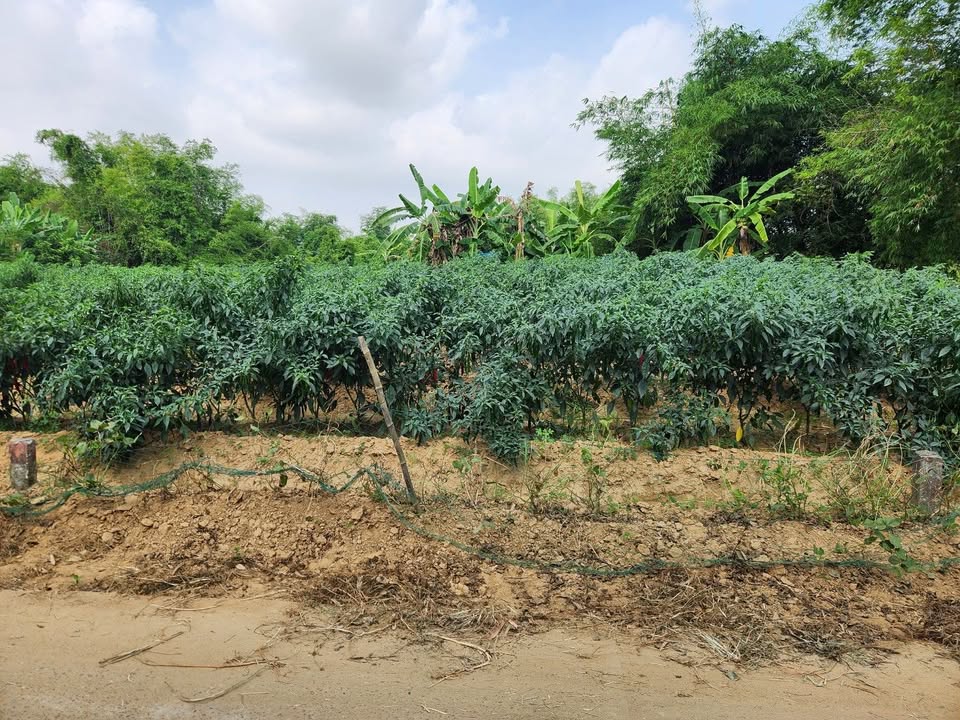 Bán đất Gò Nổi Điện Bàn 125m² - Sổ đỏ chính chủ, giá 7xx triệu