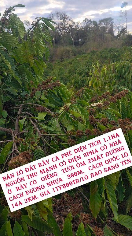 Đất rẫy cà phê 1.1ha Ia Le, Gia Lai - Sổ đỏ chính chủ, giá 1.8 tỷ