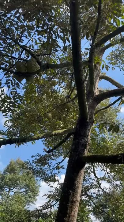 Bán Gấp Đất Vườn Sầu Riêng 7597m² Cẩm Mỹ, Đồng Nai - Giá Tốt