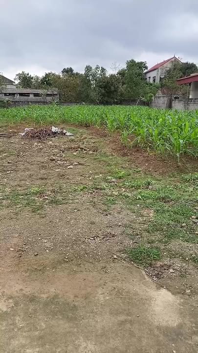 Đất Nền Làng Mí, Nho Quan 160m² - Sổ Đỏ Rõ Ràng