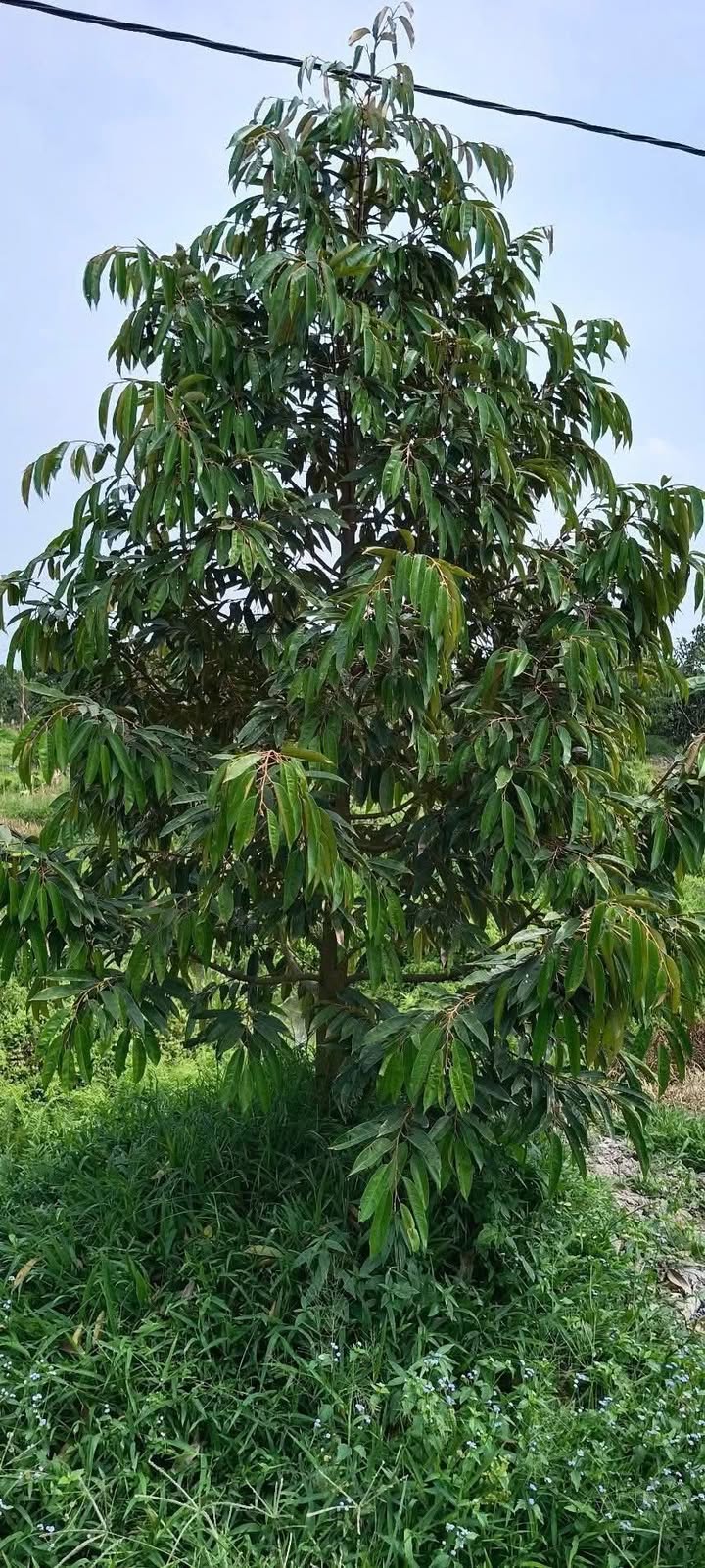 Đất Vườn Sầu Riêng Tiền Giang - 3000m² - Chia Sẻ Lợi Nhuận