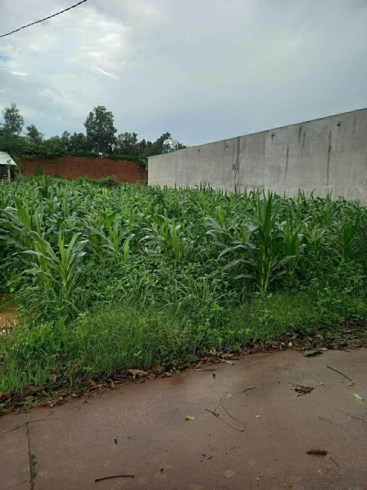 Đất nền Suối Nghệ Châu Đức 175m² - Đất thổ cư 100% sổ đỏ sẵn sàng!