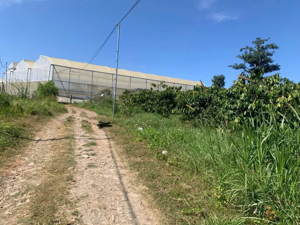 Bán Đất Vườn Lâm Đồng 4600m² - Sổ Đỏ Rõ Ràng, Gần QL20