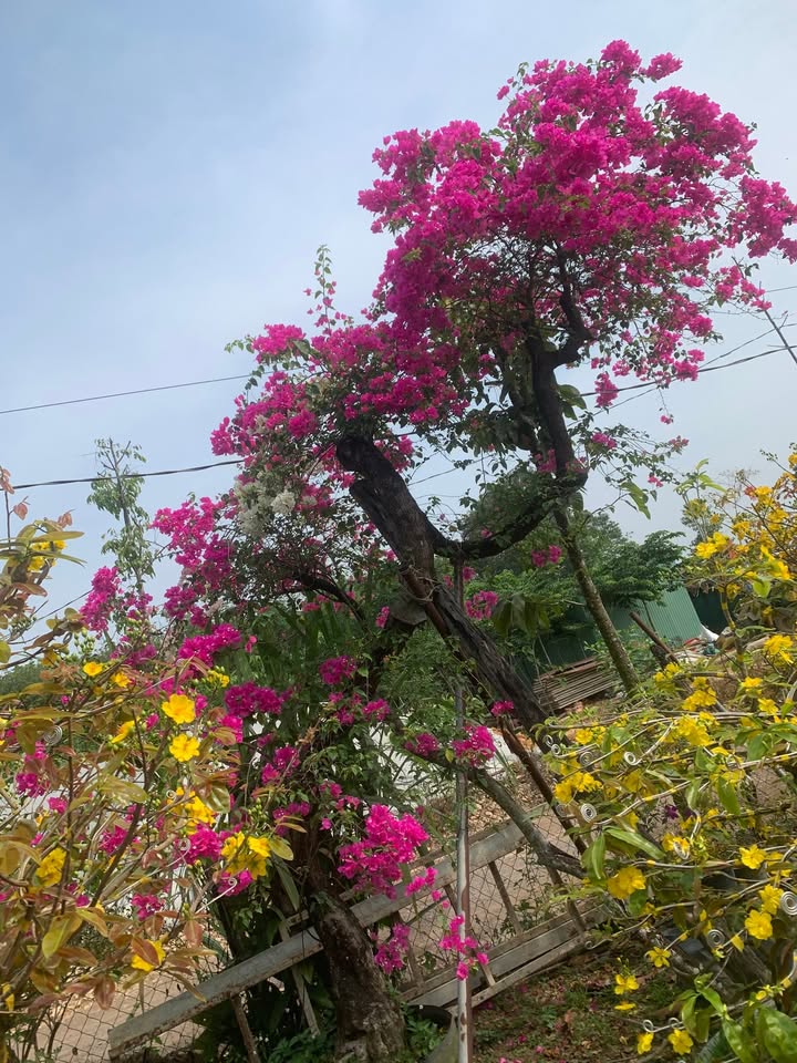 Bán Gấp Đất Vàng 10.600m² Mặt Tiền Sông Trầu, Đồng Nai - Sổ Đỏ Chính Chủ