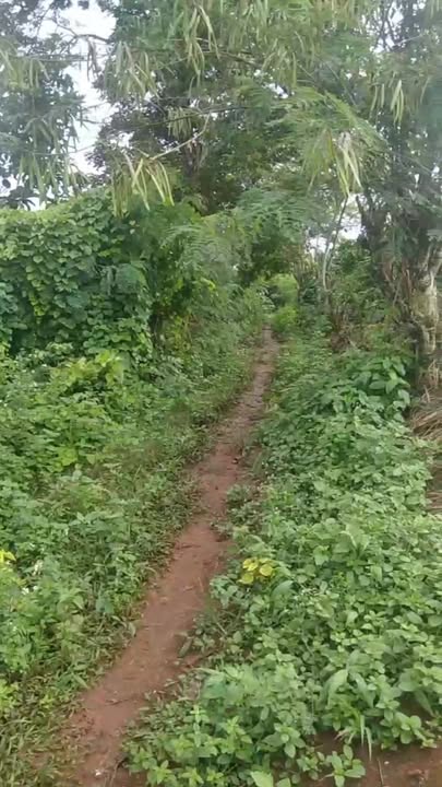 Rẫy Ea Khal Ea H'leo 6000m² giá 15 triệu/năm - Đầu tư dài hạn!