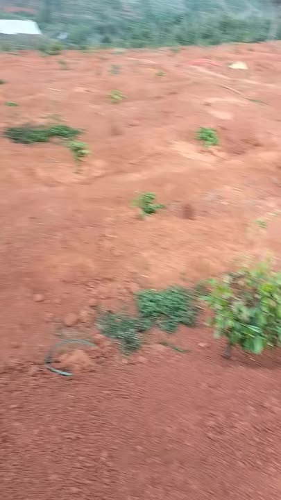 Đất Vườn Đắk Nông 20.000m² - Giá Ngộp 1.2 Tỷ, Sổ Đỏ Chính Chủ