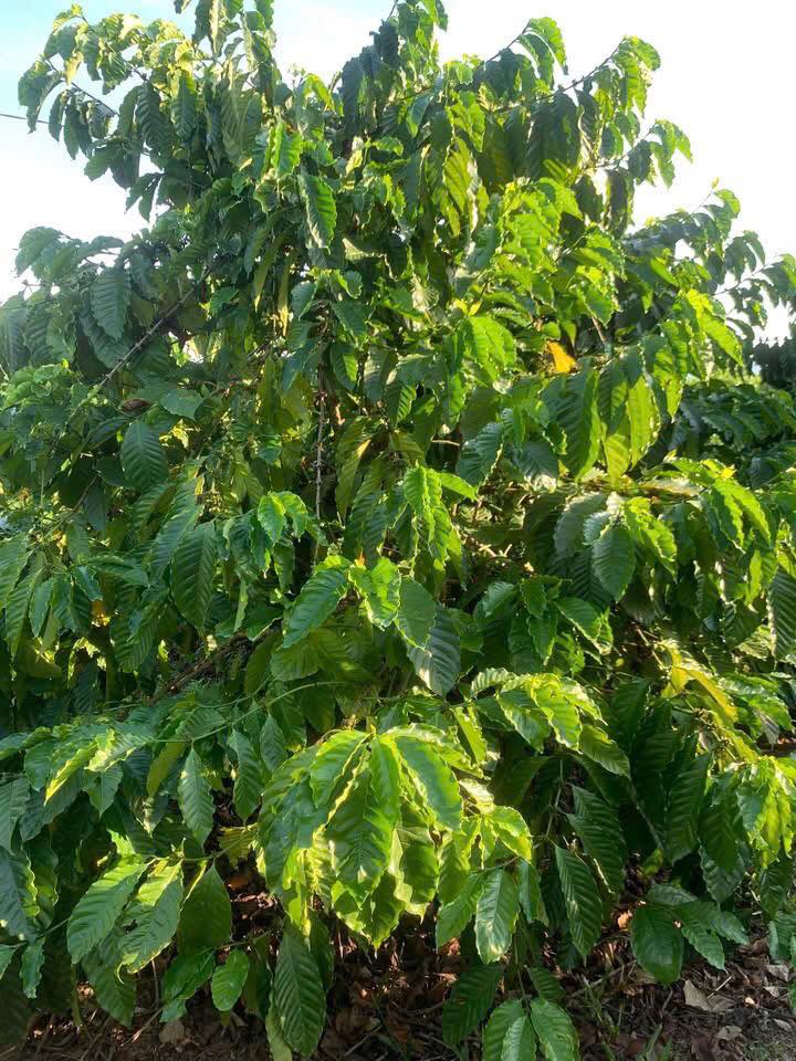 Đất Vườn Hà Mòn, Đăk Hà 3ha - Sổ Đỏ Rõ Ràng, View Hồ Tuyệt Đẹp