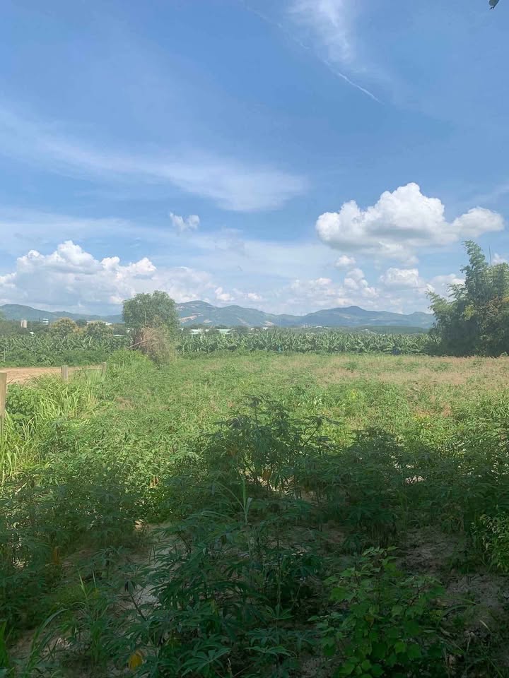 Bán Đất Vườn Kon Tum 2448m² - Sẵn Sàng Xây Dựng & Chăn Nuôi