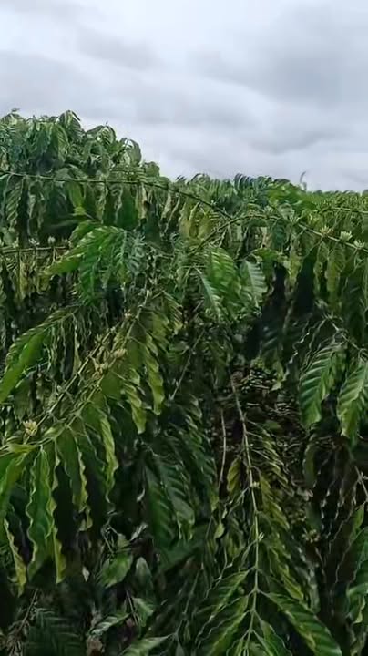 Bán gấp rẫy cà phê 27.360m² Đắk Hà, Kon Tum - Giá 1 tỷ, sẵn sàng khai thác