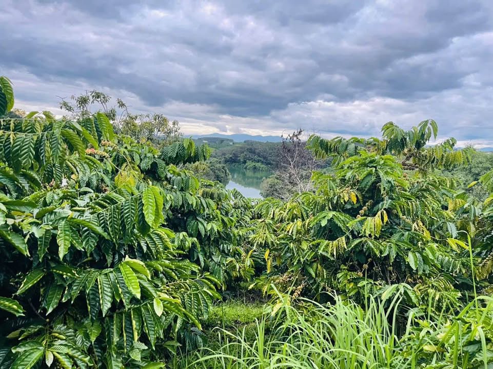 Đất rẫy Hà Mòn 7000m² giá chỉ từ 1 tỷ - Đường to ô tô vào tận nơi!