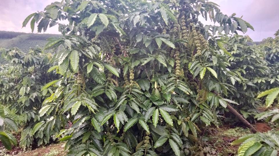 Đất nền Xã Ia Dêr, Sa Thầy 13.600m² - Tiềm năng tăng giá vượt trội!