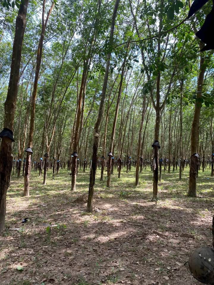 Rẫy Cao Su Duy Tân Kon Tum 11.500m² giá 1.2 tỷ - Đầu tư dài hạn sinh lời!