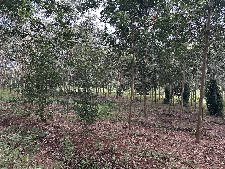 Farm Đăk Long Kon Tum 12000m² - Đầu tư dài hạn, sinh lời bền vững!