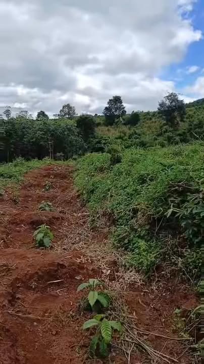 Rẫy Cà Phê Đắk Long, Đắk Hà 20.000m² - Giá Đầu Tư Tốt!