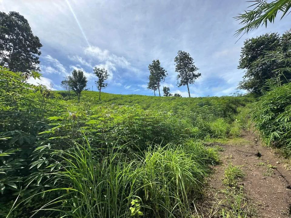 Farm 9.3ha mặt Tỉnh lộ 677, Kon Rẫy, Kon Tum - Sổ đỏ sẵn sàng giao dịch