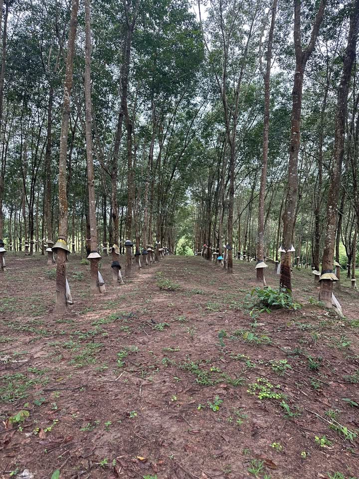 Đất Cao Su 2ha - Đắk Hà, Kon Tum - Sẵn Sàng Thu Hoạch, Giá Tốt