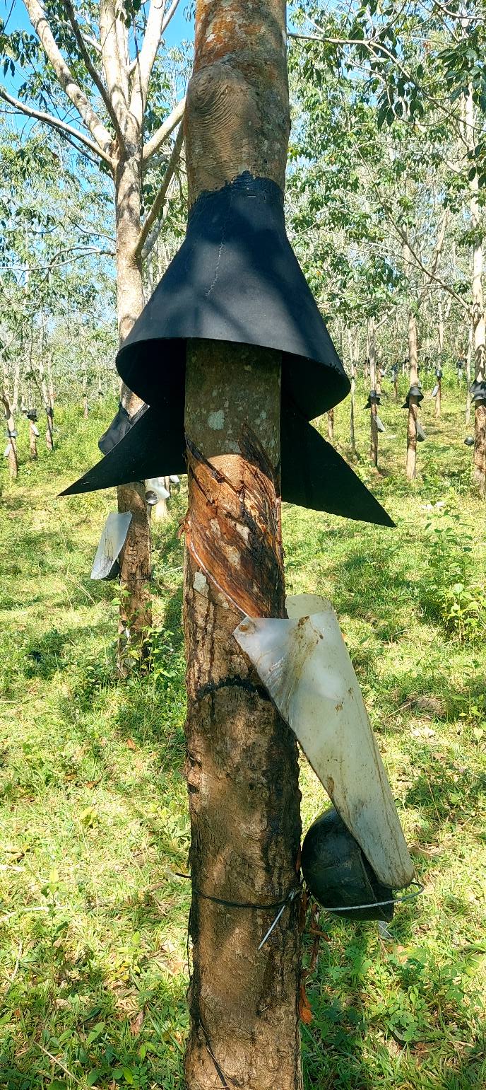 Đất Vườn Ngọk Bay, Kon Tum 2880m² - Giá Đầu Tư Tốt!