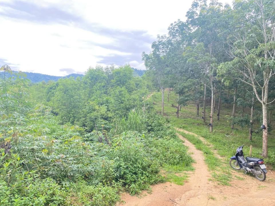 Đất Vườn Đắk Rve 2952m² - Giá 585 Triệu - Vườn Bời Lời View Suối