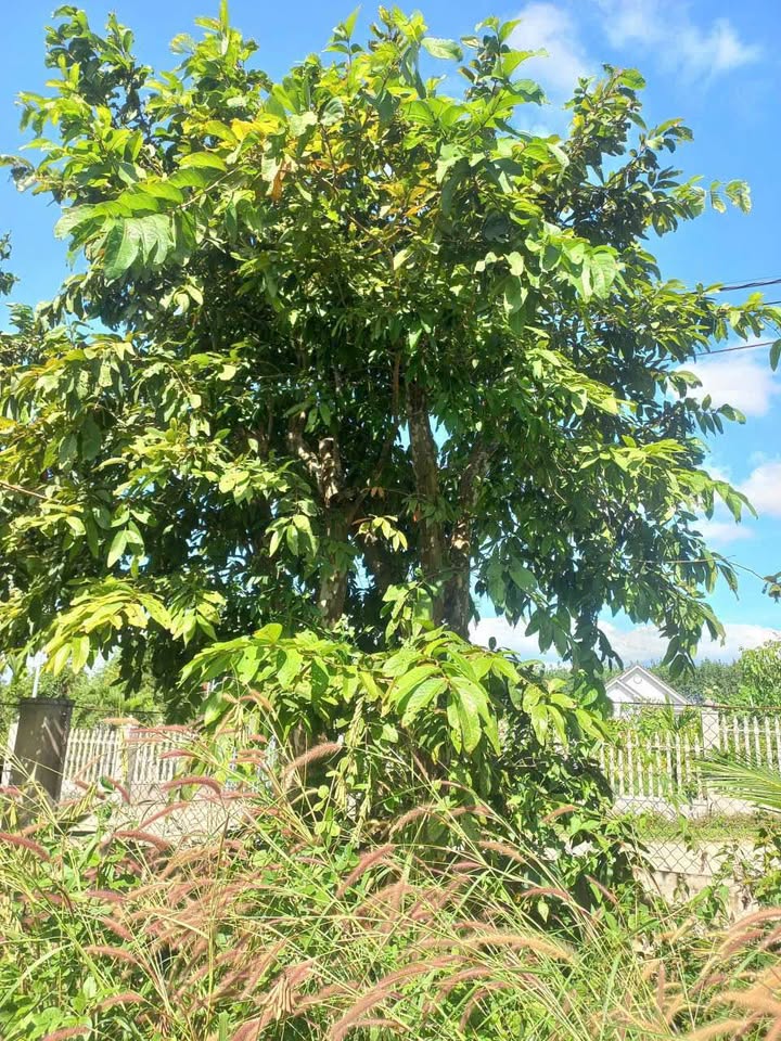 Đất nền Thôn 4 Chư Hreng 525m² chỉ 1.5 tỷ - Sổ đỏ chính chủ!