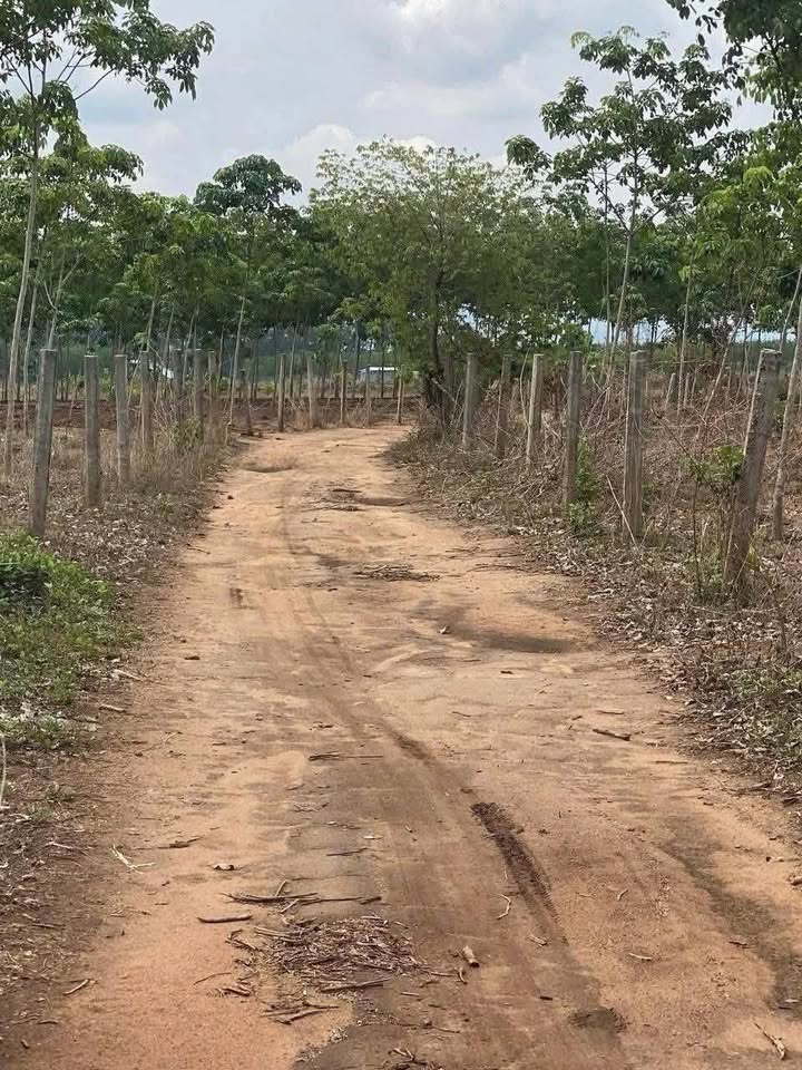 Đất nền Ngô Mây, Kon Tum 250m² - Tiềm năng tăng giá vượt trội!